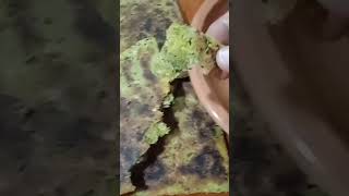 aghroum lahwal recette kabyle galette aux herbes 😋food recettefacile اكسبلور recipe cuisine [upl. by Jary393]