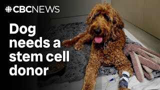 Nova Scotia couple desperate to save pet dog [upl. by Anerys429]