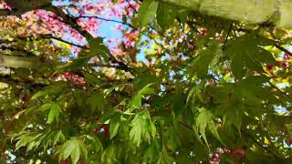 Beautiful langara college campus on an autumn morning Sunny day fall leavesmaple treesunlight [upl. by Angelo]