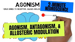 2Minute Neuroscience Agonism Antagonism amp Allosteric Modulation [upl. by Cohleen520]