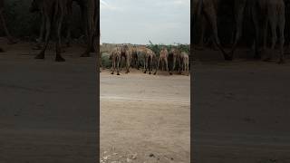 A herd of camels munching on hummocks in the Tharparkar desertanimals naturelovers desertlife [upl. by Ardnuasac]