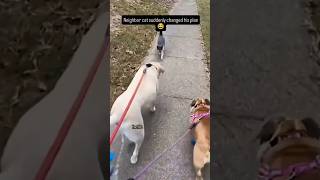 Cat changes Mind for treat🔍🐶🐱 petlovers pets dog cat interestingfacts science [upl. by Colby253]