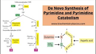 De Novo Pyrimidine Synthesis and Catabolism  Pyrimidine Metabolism [upl. by Claudius]