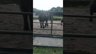 Elephants in Hodenhagen zoo🐘 [upl. by Sirama]