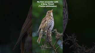 Song Thrush Turdus philomelos  Love at first Sound [upl. by Nuawd]