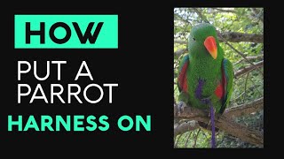 HOW TO PUT A PARROT HARNESS ON [upl. by Atikehs942]