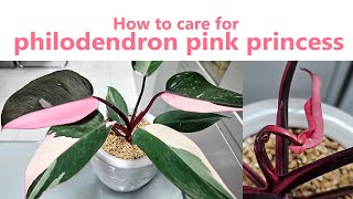 How to care for philodendron pink princess [upl. by Ahseenat]