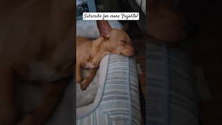 Frijolito a lovable puppy happydog doglife puppy familydog perrofeliz [upl. by Kaiulani]