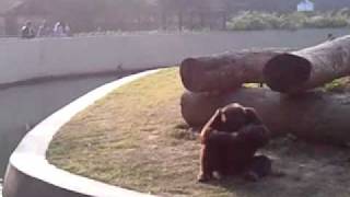 Angry chimpanzee throws stones at spectators [upl. by Aihsema]