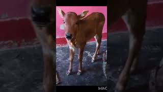 baby cow calfsounds animals [upl. by Falcone546]