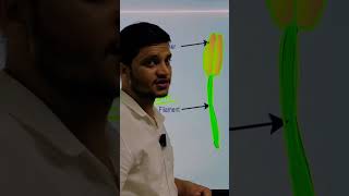 Reproduction In Flowering Plants  Reproduction  Stamen  Androeciumreproduction neetbiology nta [upl. by Ezana]