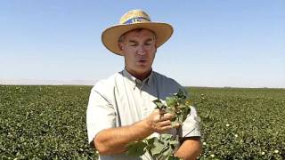 Defoliation in Cotton [upl. by Kare]