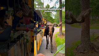 It was such a wonderful experience 🫎 sweden nature shorts [upl. by Eldon]