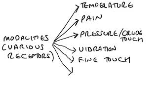 Divisions of the sensory system and sensory modalities [upl. by Narcissus632]