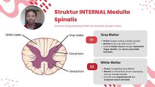 Student Project Medulla Spinalis [upl. by Acira]