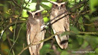 Crested Owl Call [upl. by Retepnhoj346]