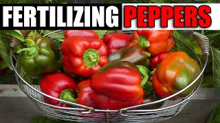 Fertilizing Your Pepper Plants  The Complete Guide [upl. by Naej]