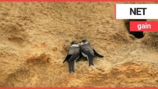 Sand martins return to nests following bitter dispute over netting of cliff sides  SWNS TV [upl. by Donna]