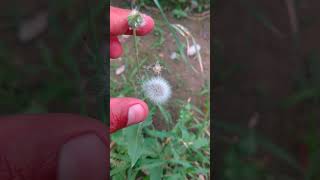 Common Dandelion🌱Plant 🌼🏵Flowers satisfying trending shorts 4k [upl. by Ahselat]