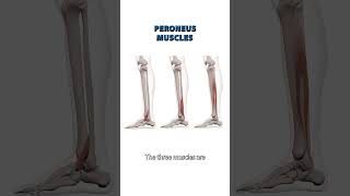 The Peroneus Muscle [upl. by Rayle]