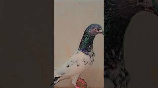 My home pigeon kabotar music keşfet remix song shortsviral pigeon racerpigeon bird racerpig [upl. by Ettari]