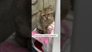 Bakışlarına kurban olurum 🥹 cat kedisesi catvideos kedi 🎥abdulkadirdirmilli [upl. by Aivirt]