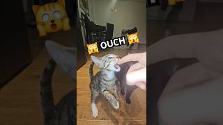 Funny kitten nearly bites my finger off 🙀 catlover shortvideo [upl. by Eimia]