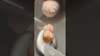 Ağız dışında kök ucu rezeksiyonu nasıl yapılırExtraoral apical resection asmr [upl. by Ilahsiav]