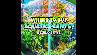 WHERE TO BUY AQUATIC PLANTS  SECRET AQUATIC PLANT FARM Tour  Iloilo City [upl. by Towrey]