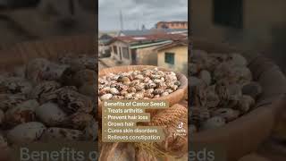 What are the benefits of Castor Seeds [upl. by Urbannal]