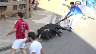 Encierro Tafalla 19082022  Ganadería Toro Pasión  Fiestas de Tafalla [upl. by Grosberg]