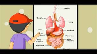 Digestive System  Learning by Picture amp Chart Kides [upl. by Ilojne]