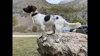 KLEINER MUNSTERLANDER LEXCELLENCE DANS LA POLYVALENCE [upl. by Jillana]