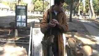 Deers at Todaiji Temple [upl. by Oderfliw575]