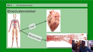 VMBO HAVO 2  Bloedsomloop  Basisstof 2 De bloedsomloop [upl. by Aisereht655]