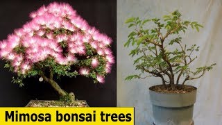 Beautiful Mimosa bonsai treesbonsai trees care beginnersHungBonSai123 [upl. by Syned222]