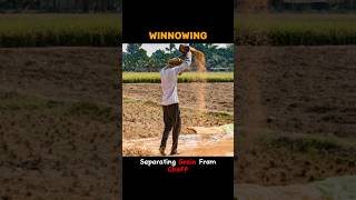 WINNOWING winnowing  WHAT IS WINNOWING shortsviraltrending [upl. by Hcab]