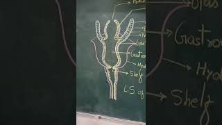 LS of Hydranth Colour Diagram biology zoology [upl. by Gault]