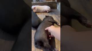 Belly Rub Bliss A Piglets Joyful Moments  San Antonio Texas Pet Pigs joypigs minipiglove [upl. by Karlie]