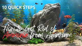 How to Get Rid of Ammonia from your Aquarium in 10 Quick Steps [upl. by Ecreip470]