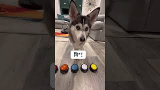 सैफी रिश्तों पर बोलते हुए  Sapphie the pomsky speaks on relationships shorts short shortvideo [upl. by Sampson702]