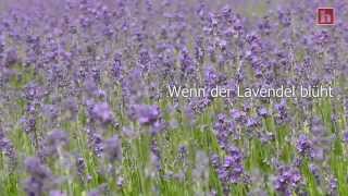 Wenn der Lavendel blüht [upl. by Val]