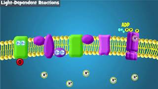 Photosynthesis Intro and LightDependent Reactions [upl. by Eiramanig817]