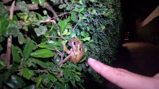 Thailand brown tree frog mating [upl. by Anastasie]