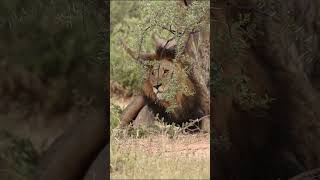 How close was that Rhino comes inches from this Male Lion lion wildlife [upl. by Hugon111]