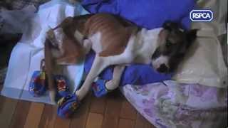 RSPCA video  Rescue dog Hope recovering [upl. by Hughmanick61]