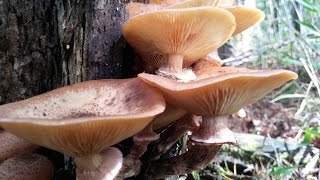 쫄깃한 식감이 살아 있는 뽕나무버섯우리산야의 식용버섯 Armillaria mellea [upl. by Acnayb]