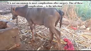 Complications of medial patellar desmotomy Gonitis Improper medial patellar desmotomy in a buffalo [upl. by Delija]