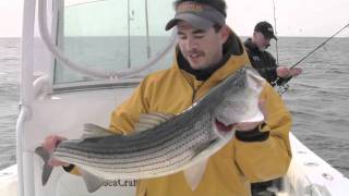 Memorial Day Striped Bass Fishing with RonZ [upl. by Thorlay]