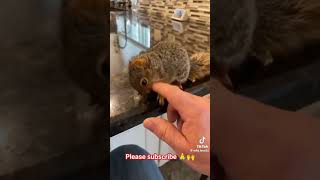 Heart warming rescue of squirrel squirrel hearttouching heartwarming rescue credit wildlove25 [upl. by Felike]